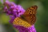 75341 – Photo : Bernard DELEFOSSE – France (83)