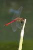75471 – Photo : Bernard DELEFOSSE – France (26)