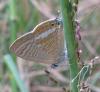75714 – Photo : Alain BLED – Réunion (La)
