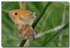 75970 – Photo : DUBOIS Yves – France (42)