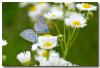 75969 – Photo : DUBOIS Yves – France (01)