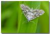 75627 – Photo : DUBOIS Yves – France (01)