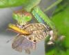 75989 – Photo : Alain BLED – Réunion (La)