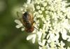 75044 – Photo : Michel Renou – France (91)