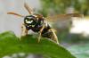 75493 – Photo : Eric Picollet – France (73)
