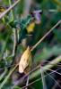 75808 – Photo : Vincent VALLI – France (10)
