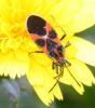 75641 – Photo : David Guedon – France (76)