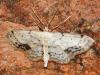 75414 – Photo : David Guedon – France (76)
