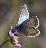 75650 – Photo : gyps – France (05)