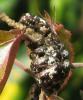 75991 – Photo : Alain BLED – Réunion (La)
