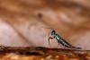 75546 – Photo : A. Henrard – Belgique