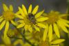 75038 – Photo : Michel Renou – France (91)