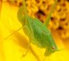 75674 – Photo : Robert Henno – France (84)