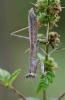75644 – Photo : Robert Henno – France (84)