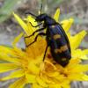 75317 – Photo : Éric Maurice – France (38)