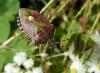 75748 – Photo : Éric Maurice – France (88)
