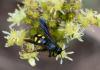 75052 – Photo : Régis Henry – France (06)