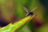 75589 – Photo : Christophe Quintin – France (22)