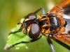 Trichopoda pictipennis