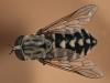 75239 – Photo : Bernard BOHER – France (09)