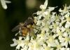 75045 – Photo : Michel Renou – France (91)