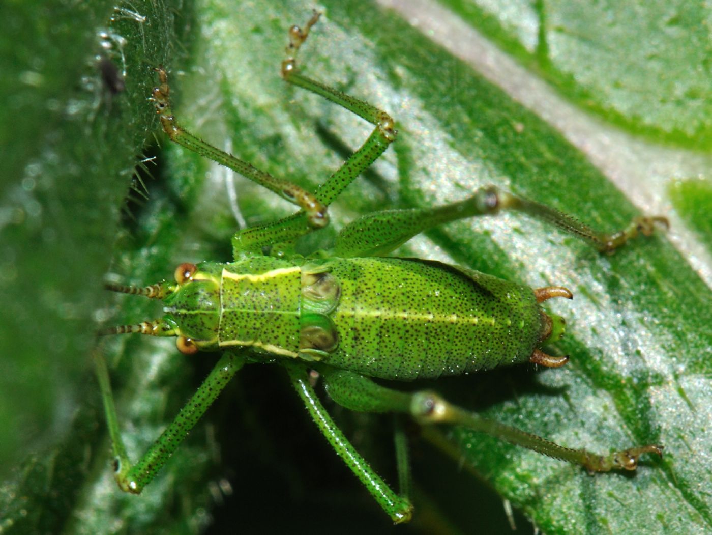Jean Maurette - Leptophyes punctatissima - réf. 75793 (1007 x 756 pixels, 197 ko)