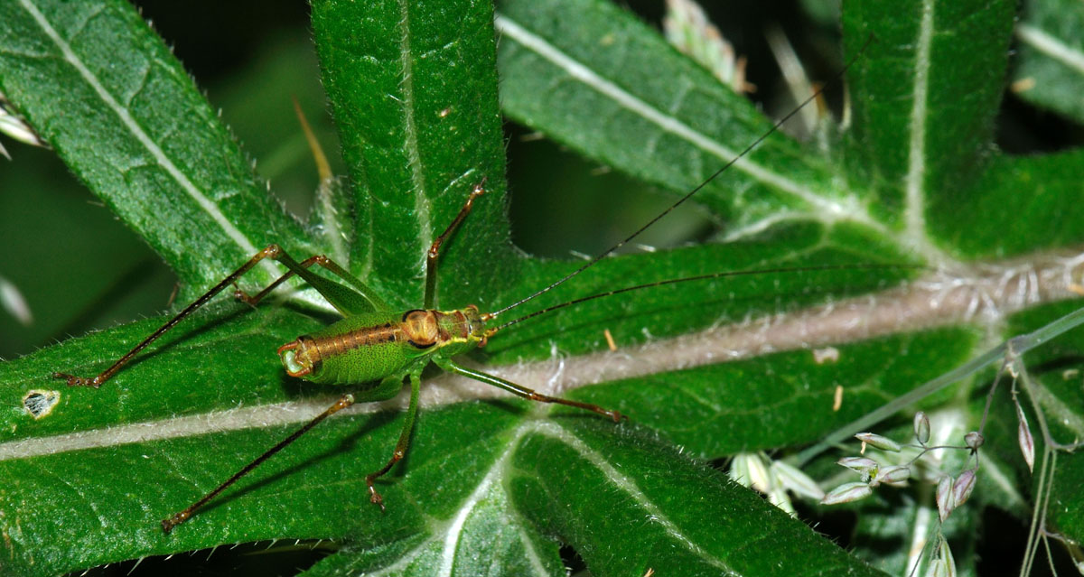 Jean Maurette - Leptophyes punctatissima - réf. 75839 (1200 x 639 pixels, 216 ko)