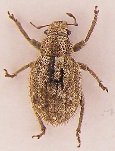 Strophosoma erinaceus