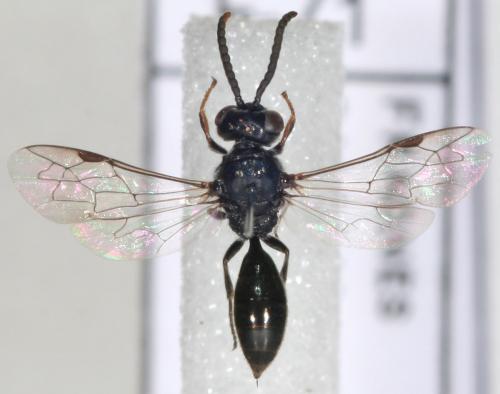 Réf. 76 347 : Psenulus schencki