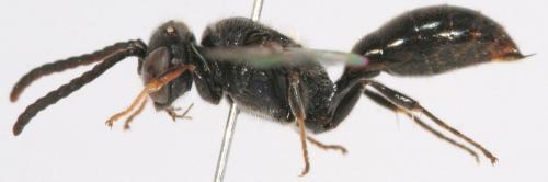 Réf. 76 346 : Psenulus schencki