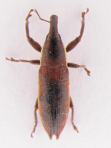 Réf. 76 402 : Lixus acicularis