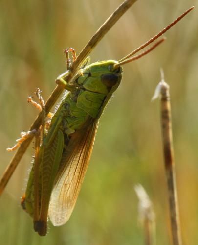 Réf. 76 032 : Pseudochorthippus montanus montanus