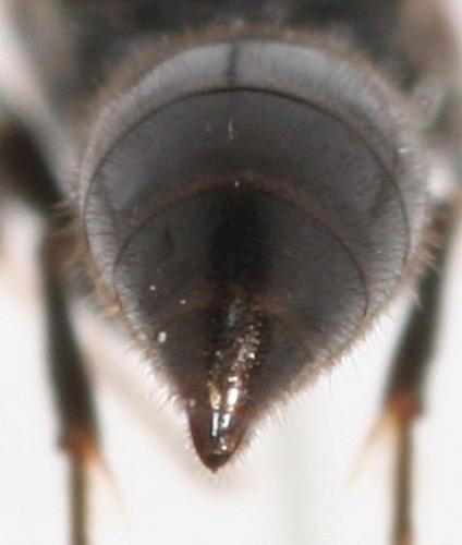 Réf. 76 350 : Psenulus schencki