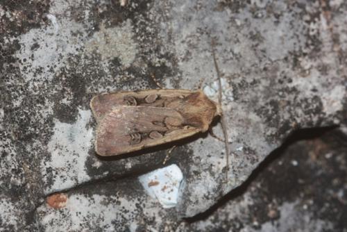 Euxoa obelisca