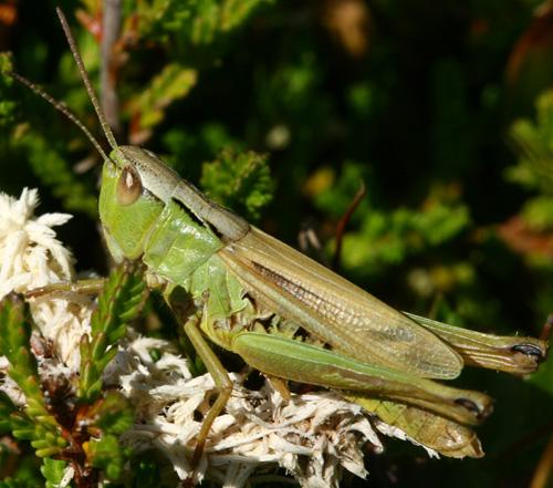 Réf. 76 035 : Pseudochorthippus montanus montanus