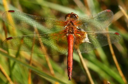 Réf. 76 091 : Sympetrum flaveolum