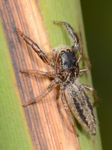 Marpissa radiata