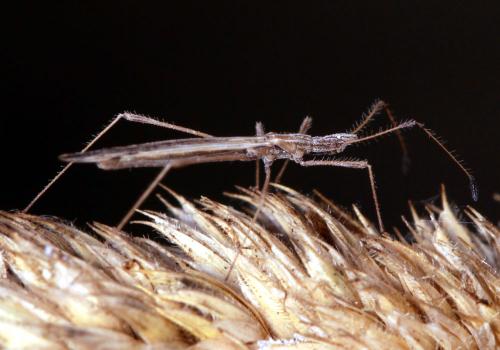Berytinus hirticornis