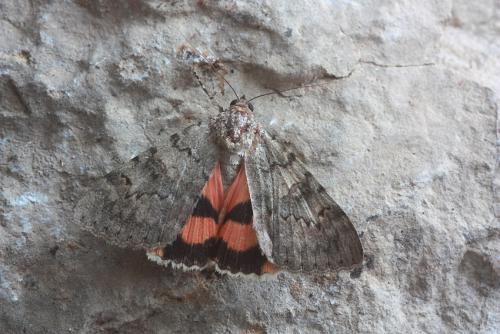 Catocala puerpera