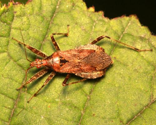 Himacerus apterus