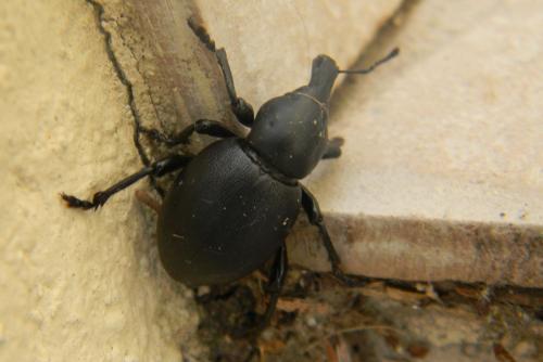 Réf. 76 361 : Liparus dirus
