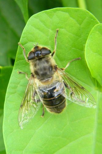 Eristalis tenax