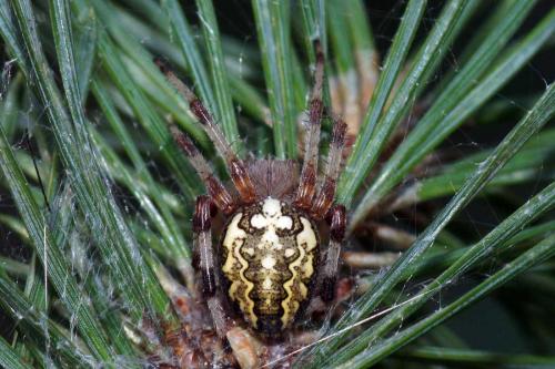 Araneus marmoreus