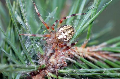 Araneus marmoreus