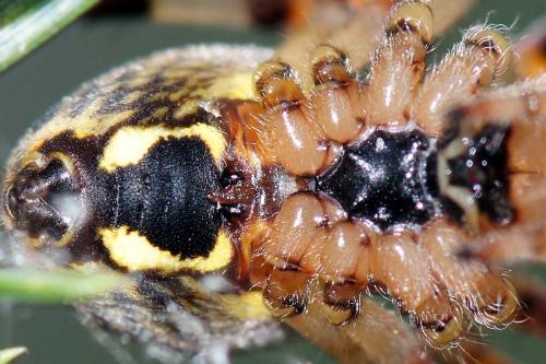 Araneus marmoreus