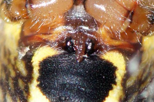 Réf. 76 072 : Araneus marmoreus