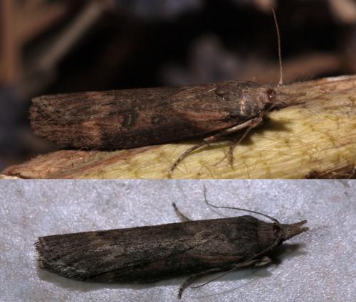 Réf. 76 847 : Lamoria anella