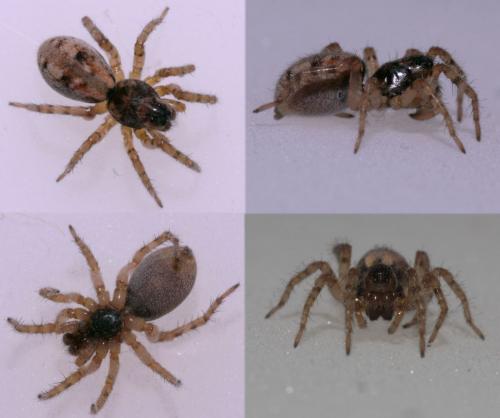 Réf. 76 010 : Arctosa perita