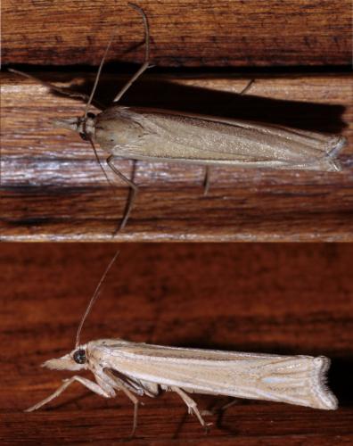 Réf. 76 076 : Ancylolomia tentaculella