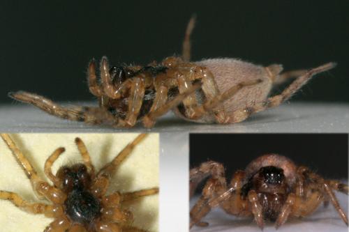Arctosa perita